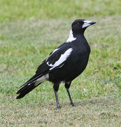 australian magpie birdwatching