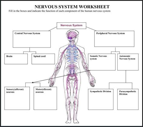 cceeebcbbefffjpg  human nervous system