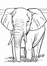 Elefanti Elefante Stampare Pianetabambini Animali Africano Singolarmente sketch template