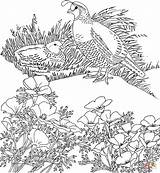 Coloring Pages Quail California Poppy Flower State Valley Bird Printable Quails Adult Golden Birds Drawing Printables Color Kids Books sketch template