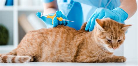 benefits    cat microchipped petsblogs