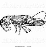 Vintage Prawny Lobster Vector Clipart Copyright sketch template