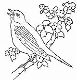 Bird Coloring Pages Birds Canary Tree Color Singing Rainforest Drawing Bluebird Cuckoo Adult Eastern Printable Print Cute Getdrawings Great Bunch sketch template