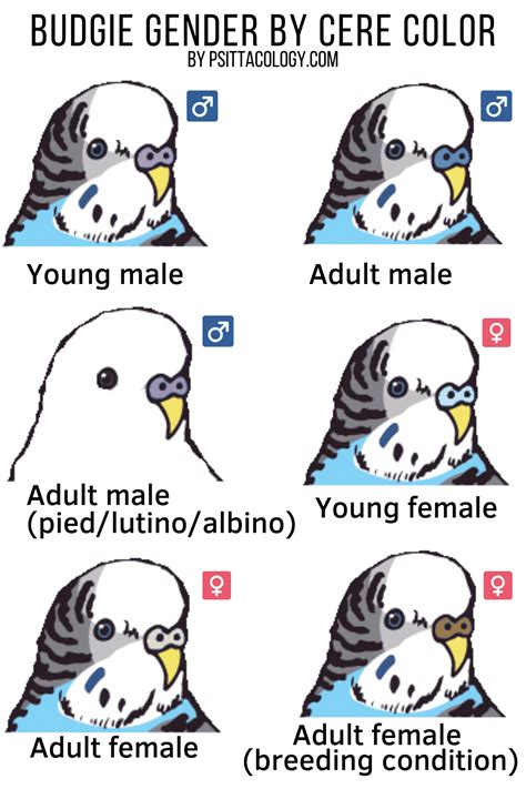 identify birds gender garden birds uk