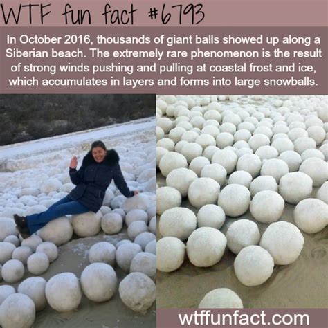 wtf facts funny interesting and weird facts wtf facts ☆ﾐ o ･ω･ ﾉ