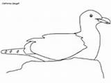 Coloring Seagull Pages California Animals Seagulls Kids Ws Letter sketch template