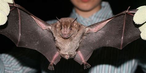 bat is a hybrid fusion of three species neatorama