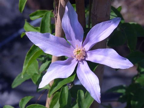 clematis scented clem clematis viticella scented clem baumschule horstmann