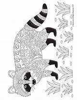 Coloring Raccoon Adult Mandalas Pages Mapache Mandala Animales Choose Board Woojr Artículo sketch template