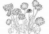 Gerbera Coloring Daisies Pages sketch template