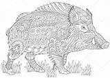 Boar Zentangle Cinghiale Stylized Hog Everzwijn Stileerde Eber Wilden Stilisierte Stilizzato Warthog Pig Razorback sketch template