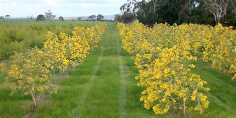 services wattle seeds australia