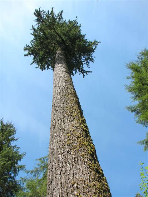massive coast douglas fir pseudotsuga menziesii var menziesii tree