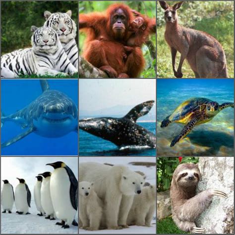 lista  foto animales  plantas en peligro de extincion collage lleno