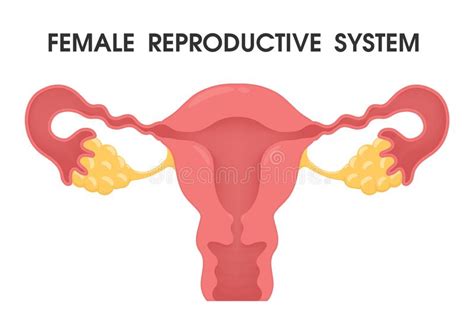 reproductive anatomy stock vector illustration of fertilization 44834385