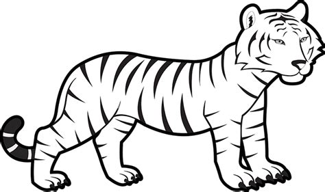 animals black  white outline clipart baby bengal tiger black white