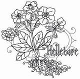 Embroidery Choose Board Poison Hellebore Pretty sketch template