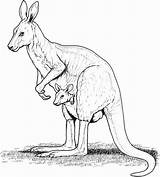 Wallaby Mammals Marsupials Abdomen Namely Characteristics Presence sketch template