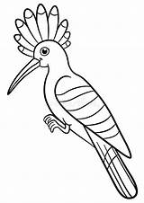 Hoopoe sketch template