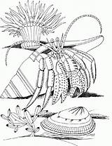 Crab Hermit Koralle Bernard Pustelnik Hermite Kolorowanki Crustacean Coquillage Coloringme Conchiglie Designlooter Bestcoloringpagesforkids sketch template