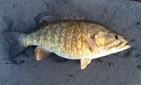 species  smallmouth bass caughtovgard