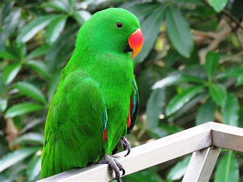 sor taer bbgha lonha akhdr green parrot aaalm alsor