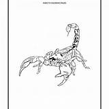 Scorpion Coloring Pages Desert Tail Corduroy Printable Scorpions Drawing Cartoon Getdrawings Colouring Reptile Getcolorings Template sketch template