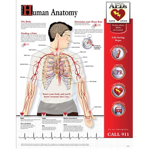 human anatomy chart laminated  dfl bls  cpr