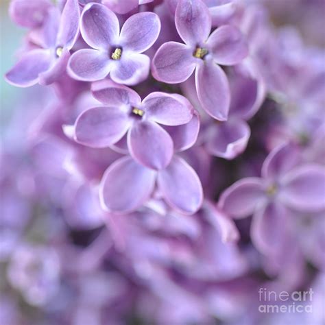 pastel lilacs photograph  lisa argyropoulos fine art america