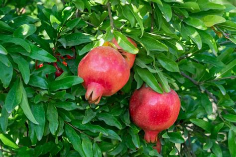 grow  care  pomegranate trees