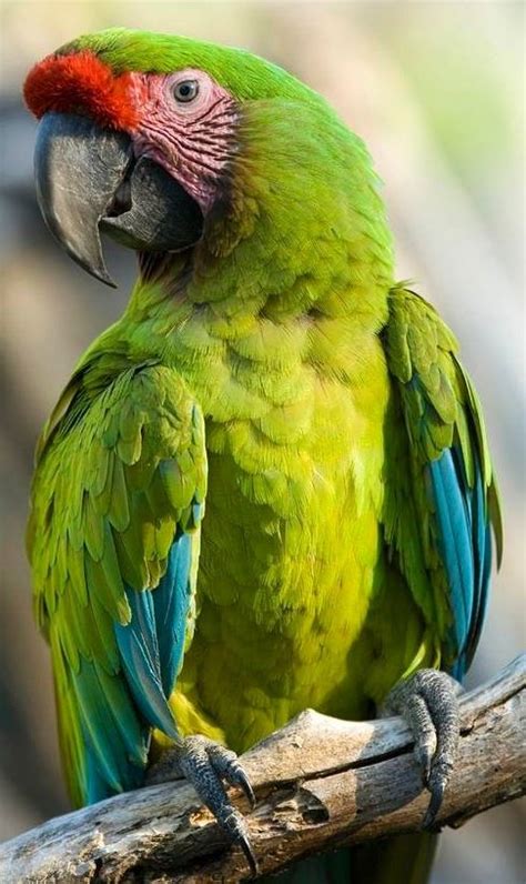 great green macaw  birds eye view  wwwfacebookcomabirdseyeviewforyou    central