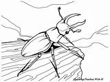 Mewarnai Serangga Kumbang Diwarnai Lalu Cetak Diatas Ingin Situs Kertas Berukuran Selembar sketch template