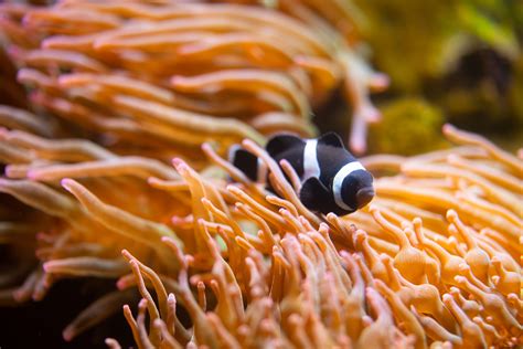 sea anemone  clownfish facts