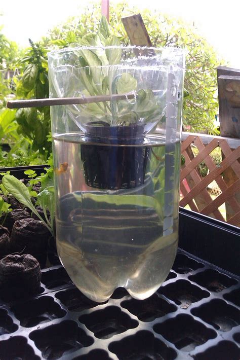 recycled aquaponic system  liter bottle recycled
