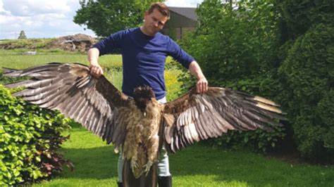 vultures death  wind turbine    avoided  minister dutchnewsnl