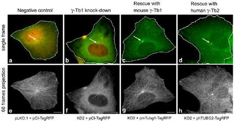 tubulin  rescues microtubule formation   tubulin  depleted