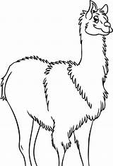 Llama Coloring Pajama Red Pages Getcolorings sketch template