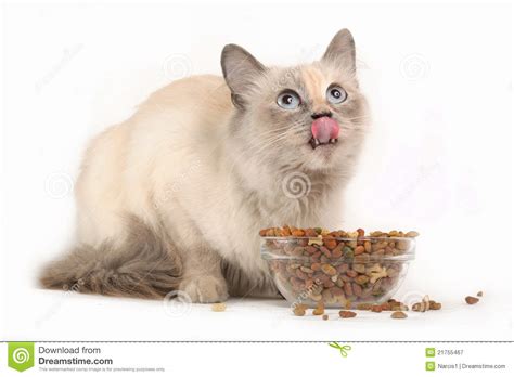cat eating stock image image  love domestic care