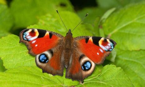 record  number  british butterflies baffles scientists butterflies  guardian