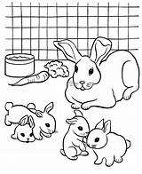 Coloring Rabbit Pages Printable Baby Pet Colouring Rabbits Color Kids Print Bunny Pets Online Breeding Cat Clipart Small Animal Books sketch template