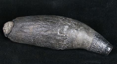 3 5 fossil sperm whale tooth for sale 10090