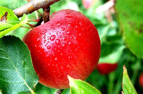 menanam buah apel tips petani