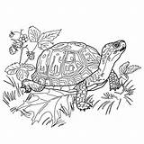 Schildpad Kleurplaten Kleurplaat Turtle Leukvoorkids Schildpadden Leuk Leuke Tekeningen sketch template