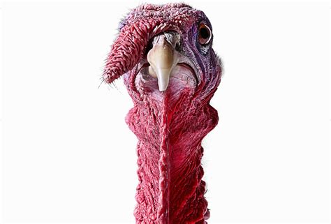 turkey facts biology  statistics