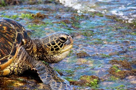tortugas marinas animalbank ayuda  su conservacion