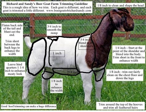 clipping guide lines boer goats breeding goats goats