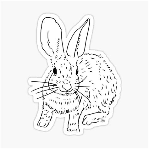 cottontail rabbit  drawing sticker  stephaniepeters redbubble