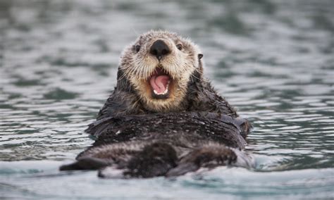 Why Would Anyone Want To Shoot A Sea Otter Ross Perlin World News