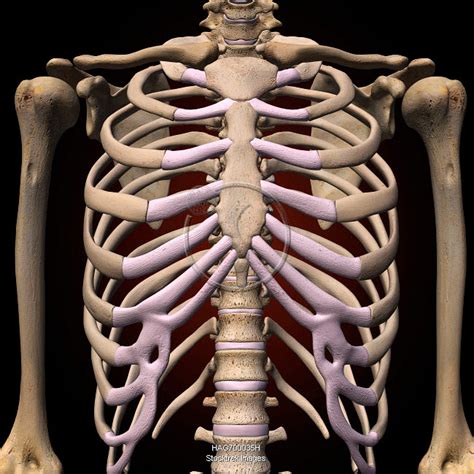 Female Rib Cage And Spine Stocktrek Images