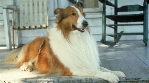 Lassie 1994 Backdrops — The Movie Database Tmdb